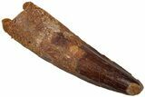 Fossil Spinosaurus Tooth - Real Dinosaur Tooth #310901-1